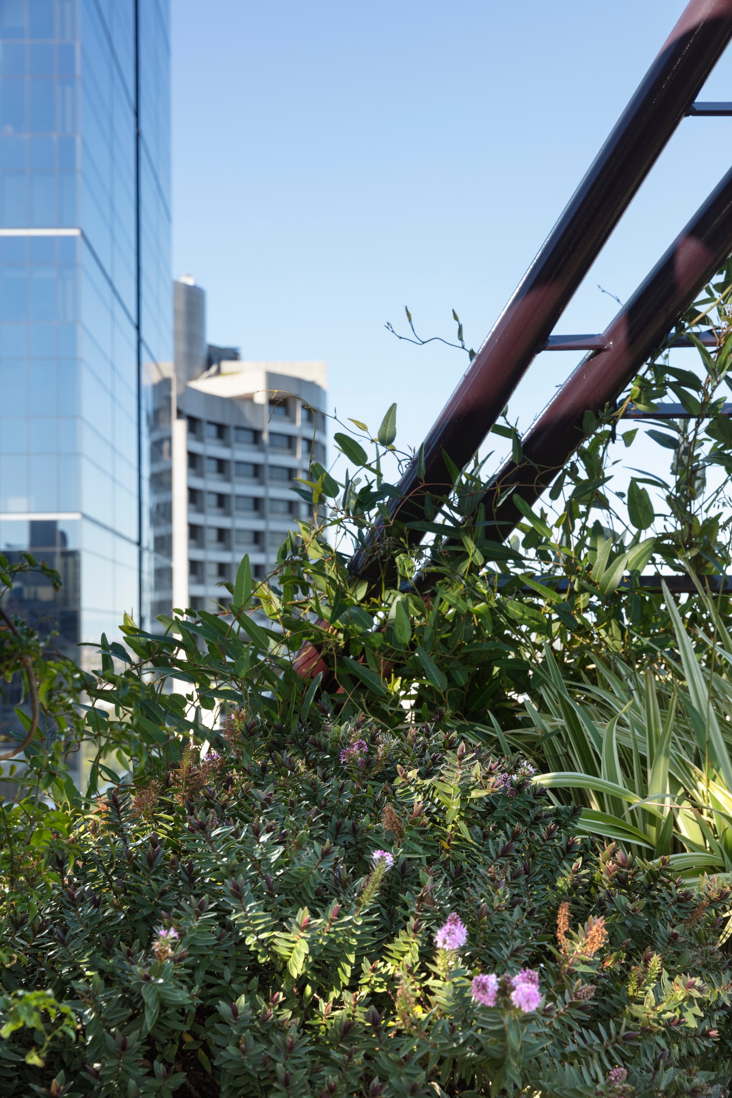 Gallery Of Phoenix Rooftop Garden By Bent Architecture Local Australian Architecture & Design Melbourne, Vic Image 2