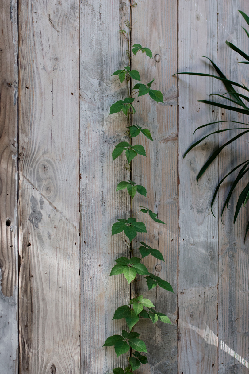 Which Catch Glimpses Of Sky Above And The Gently Waving Canopy Of The Three Mature Trees, A Lemon Scented Gum, Peppercorn And Oak, On The Site