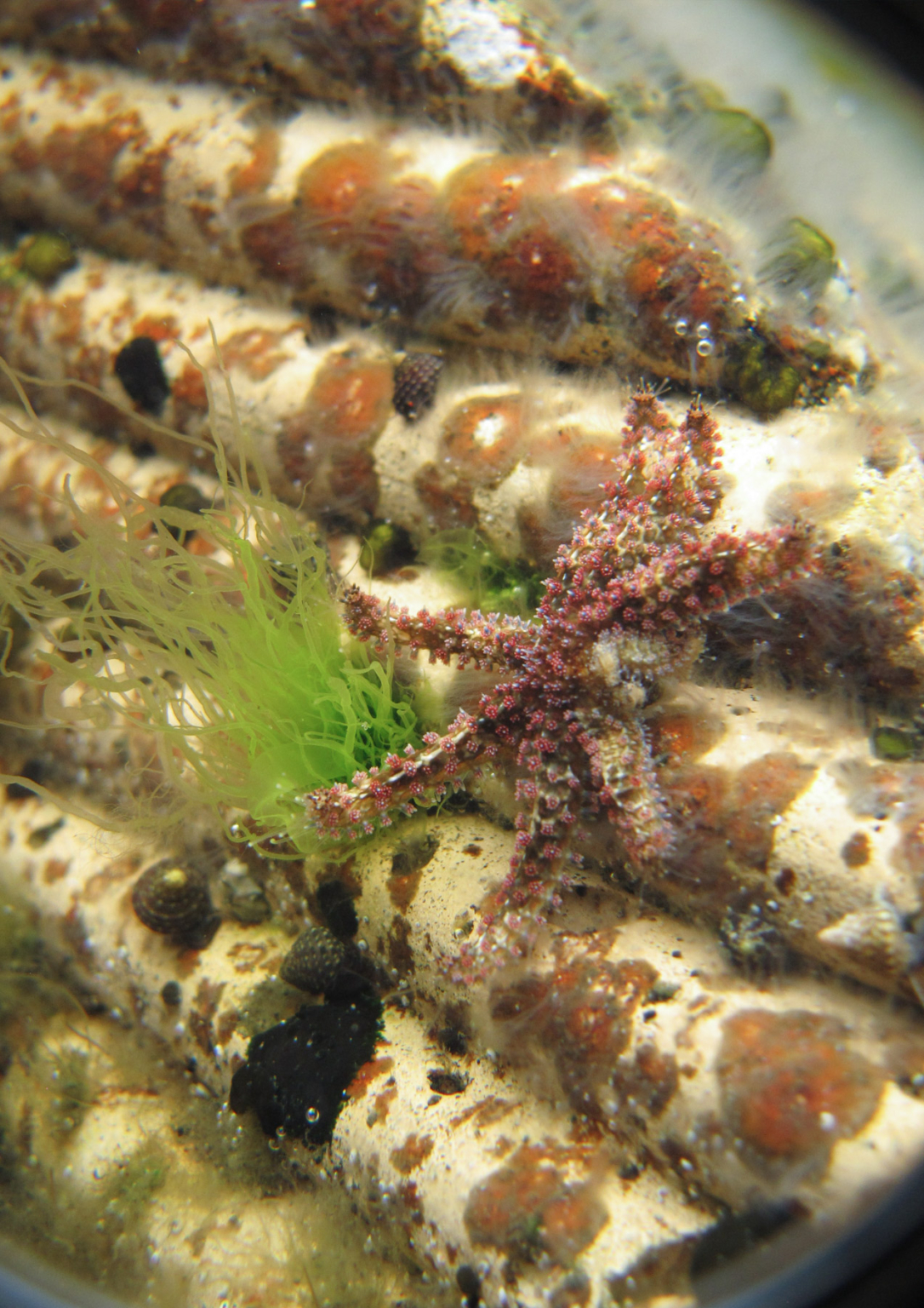 Designing for the Ocean – Reef Design Lab - Profile Feature - The Local ...