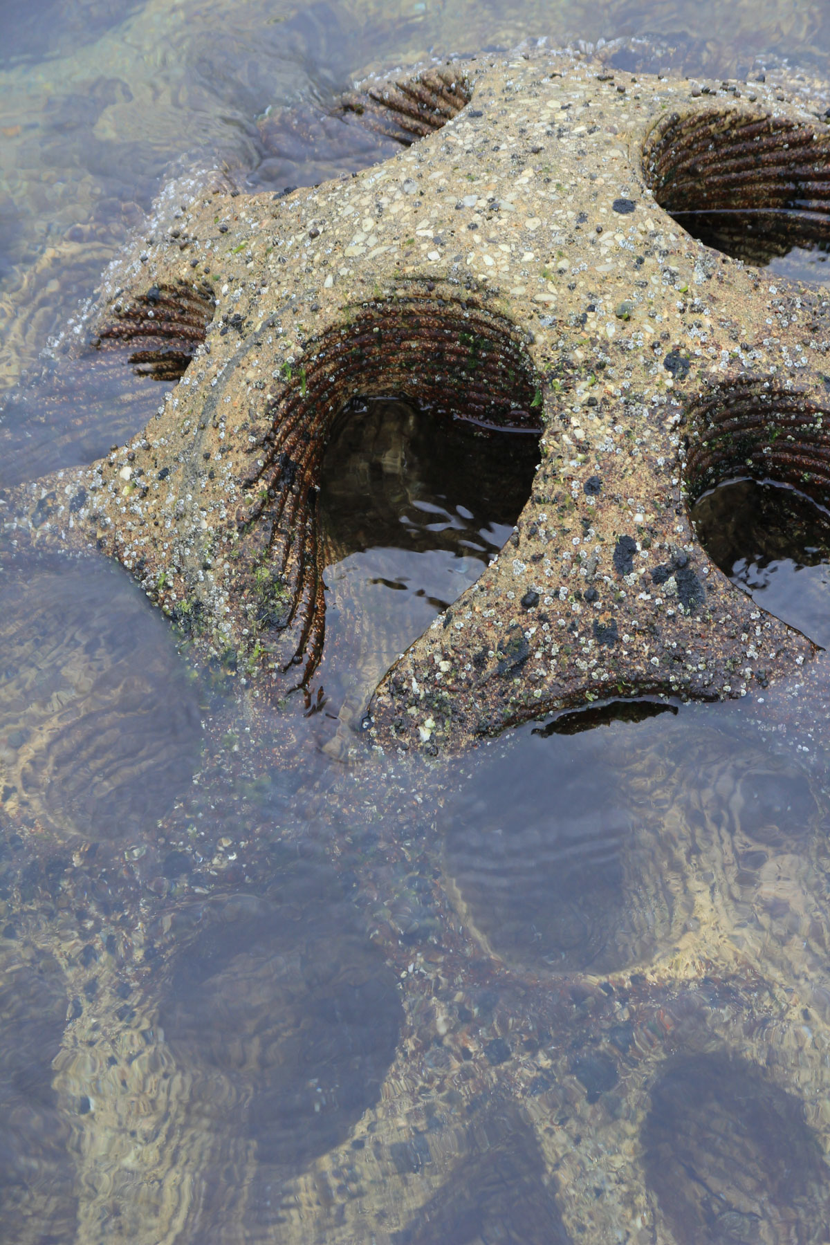 Designing for the Ocean – Reef Design Lab - Profile Feature - The Local ...