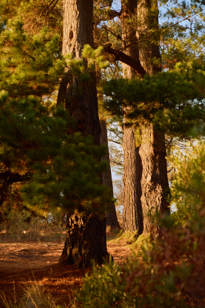 Pine Trees In Shoreham, Victoria, Australia